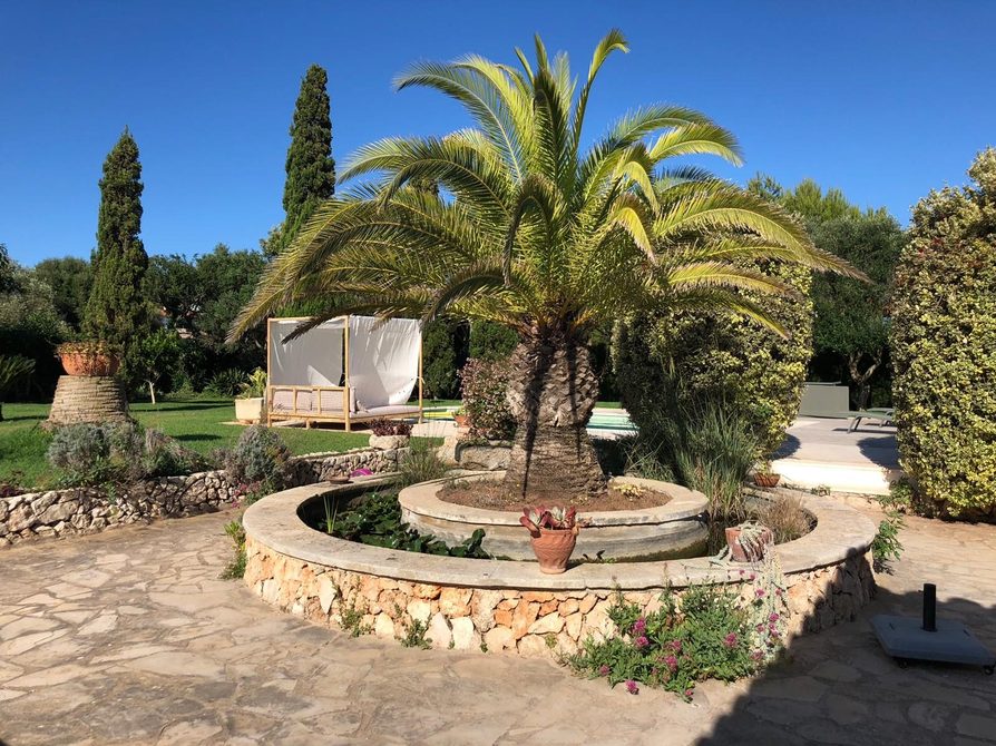 minorque_terrasse-palmier_01